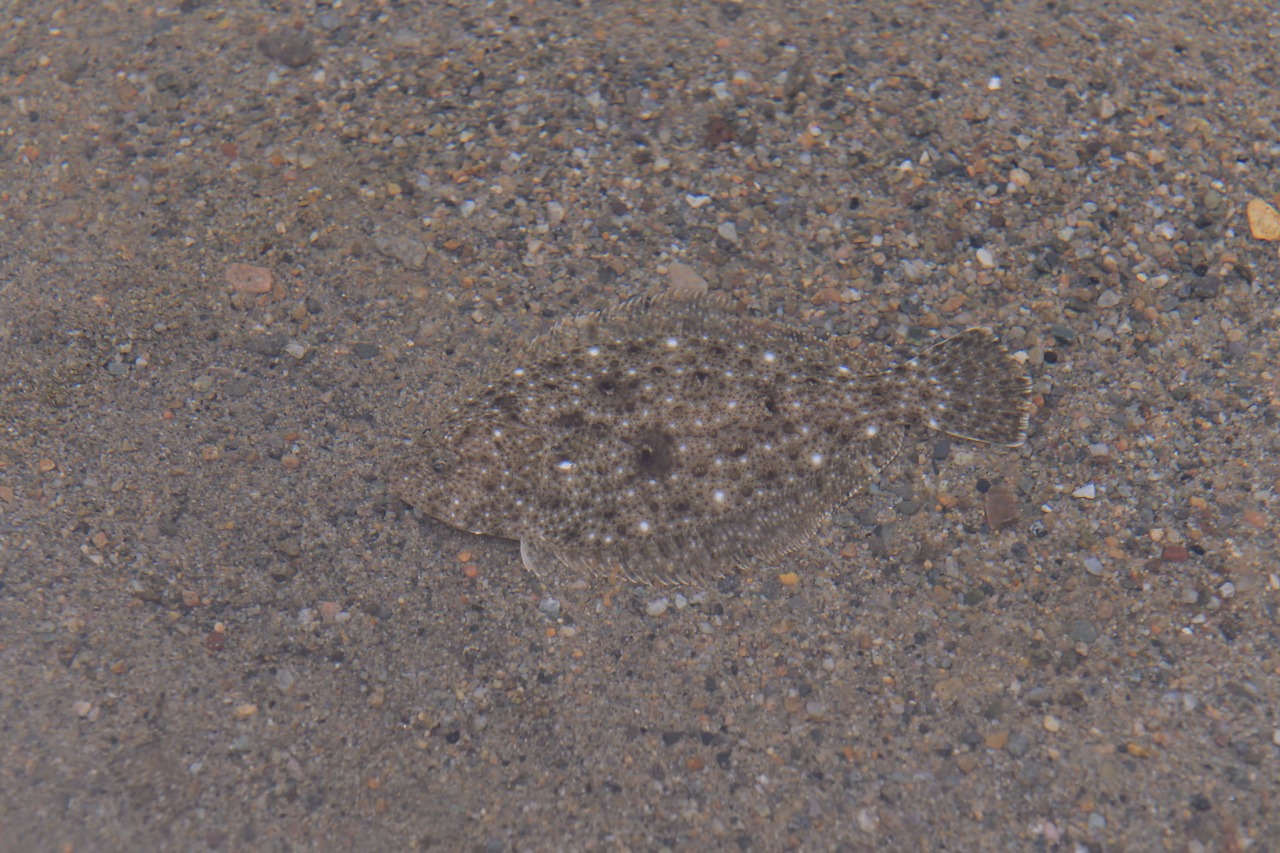 お魚が隠れているよ（ふれあい館）