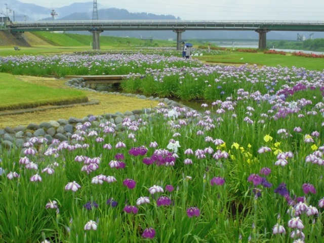 <中止>花菖蒲祭り