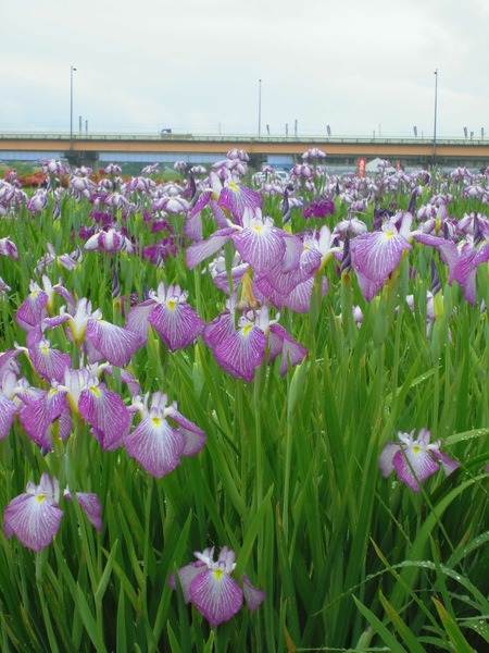 池を彩る花菖蒲
