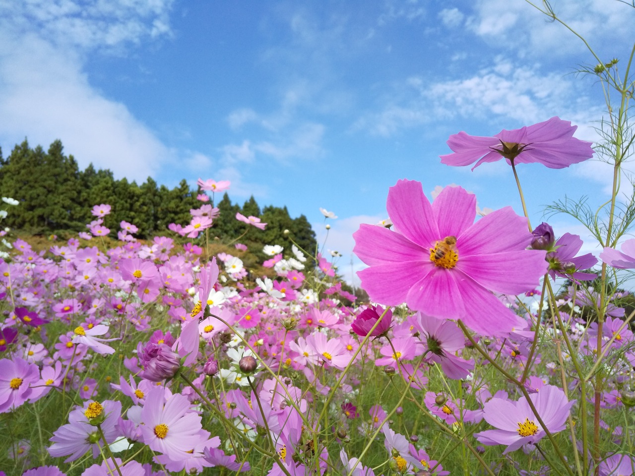 鮮やかな花たちが迎えてくれます！