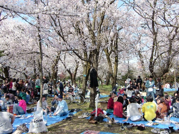 高岡桜まつり