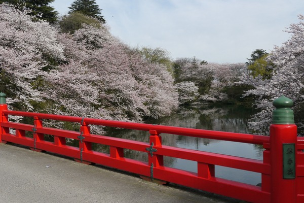 目に鮮やかな赤い橋と桜のコントラスト