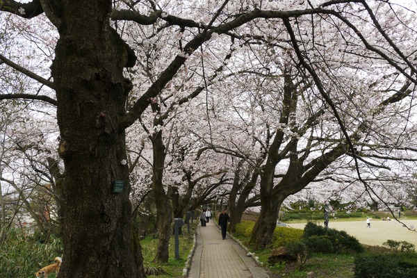 桜並木のトンネル