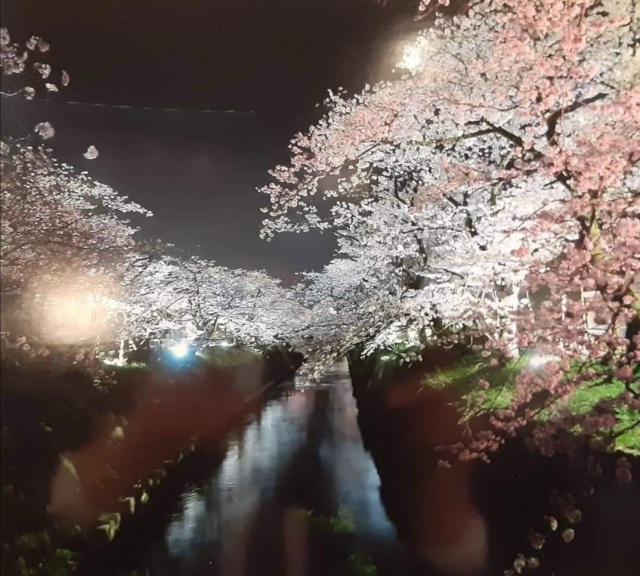 福岡さくらまつり