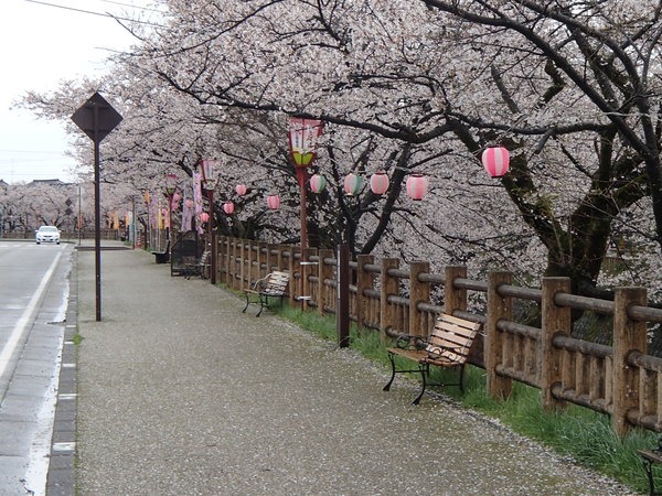 岸渡川沿道の桜並木