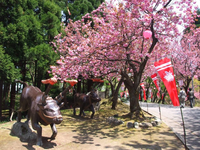 倶利迦羅さん「八重桜まつり」