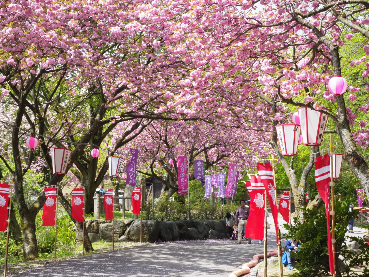 美しい桜の散策道