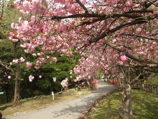 色鮮やかな桜並木