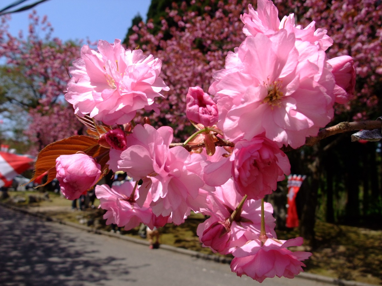 色づく桜の花びら