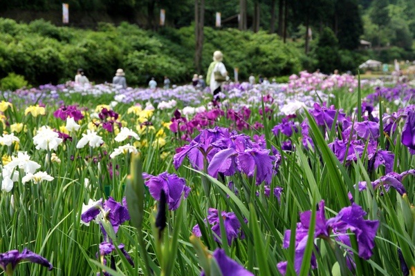 頼成の森　花しょうぶ祭り