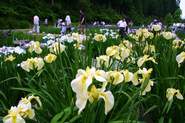 可憐な花しょうぶに癒される