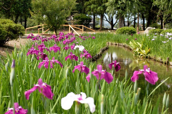 水路脇に咲き誇る可憐で優雅な花菖蒲