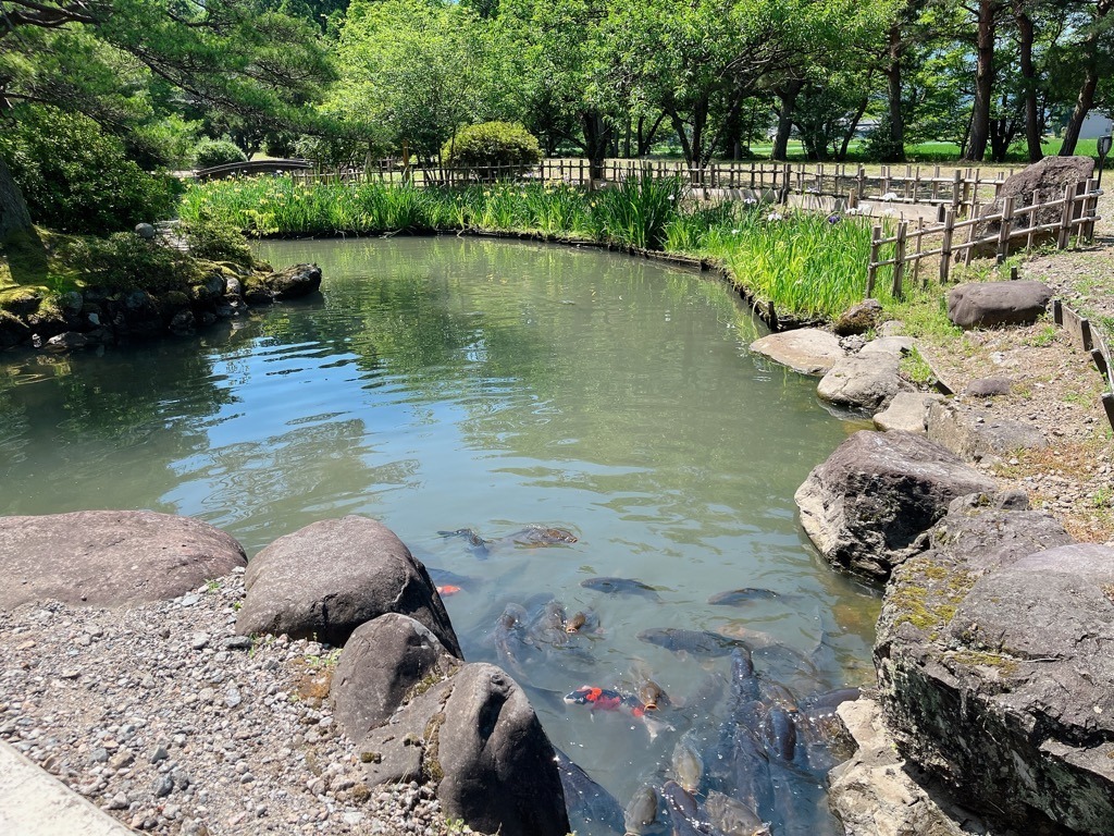 鯉もいっぱい！