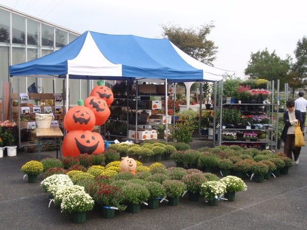 さまざまな花苗が販売されています
