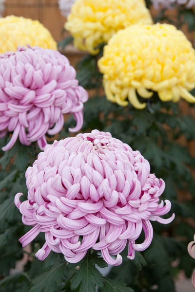 思わず酔いしれる美しい大輪の菊