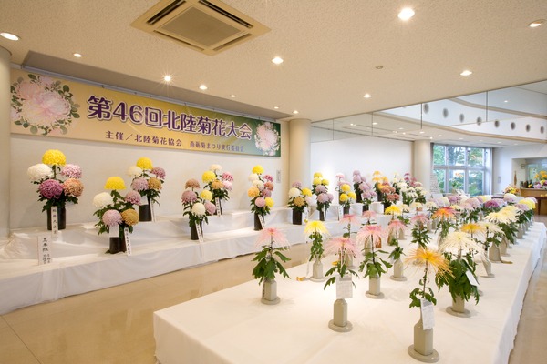均整のとれた見事な競技花の数々