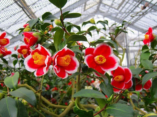 美しい椿の花々に囲まれる至福のひととき