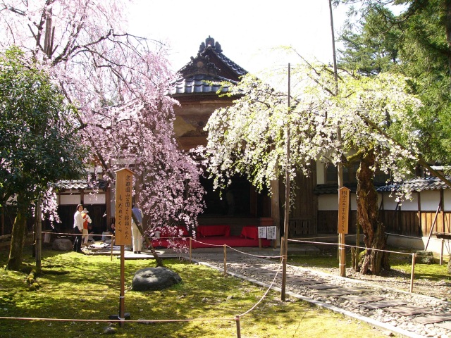 城端しだれ桜まつり