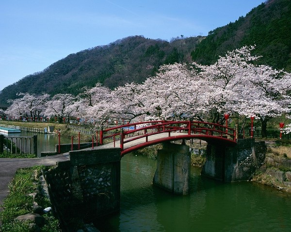 庄川峡　春　桜のおたより