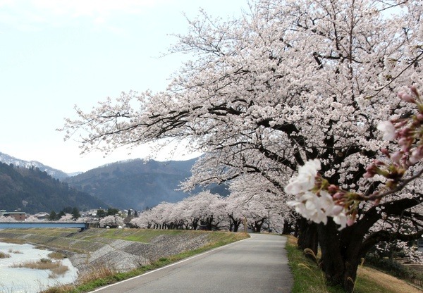 桜のトンネルをゆっくり歩きたい