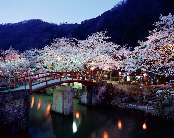 幻想的な夜桜には心奪われます