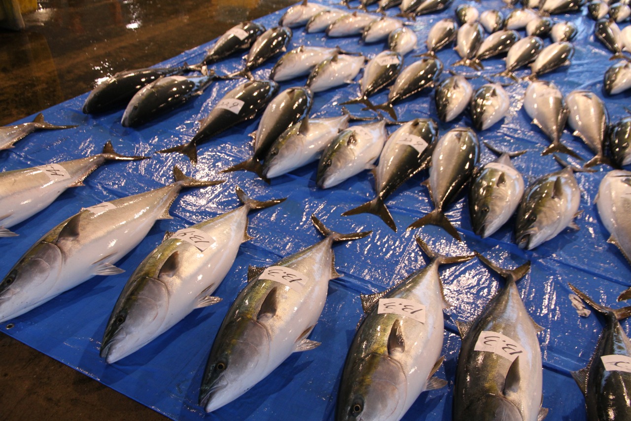 氷見漁港魚市場で並ぶブリ