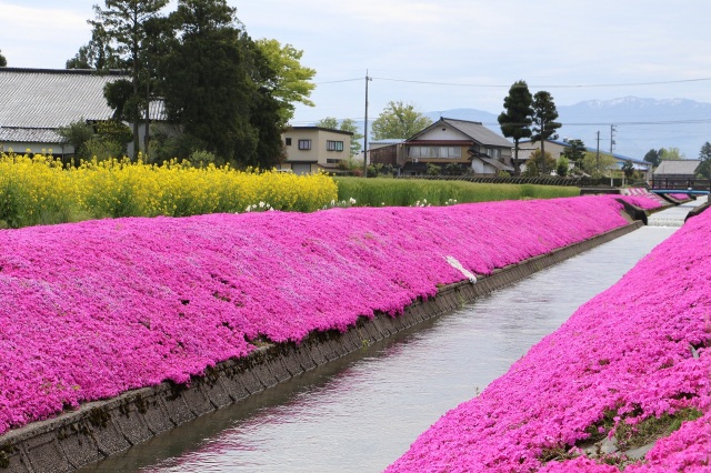 新屋敷芝桜まつり