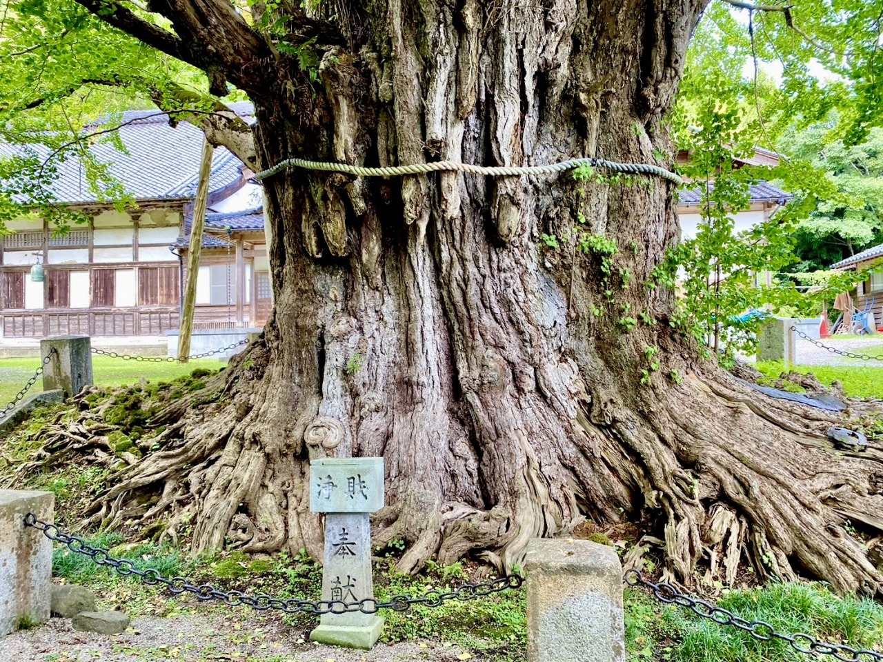 上日寺(じょうにちじ)の大公孫樹(おおいちょう)