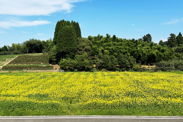 富山県立大学　ひまわり畑