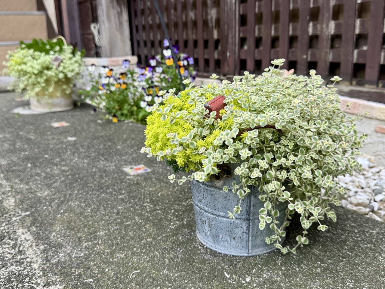 可愛らしい植物がお出迎えします。