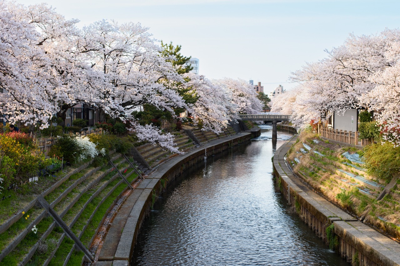 いたち川沿い「春の風景」