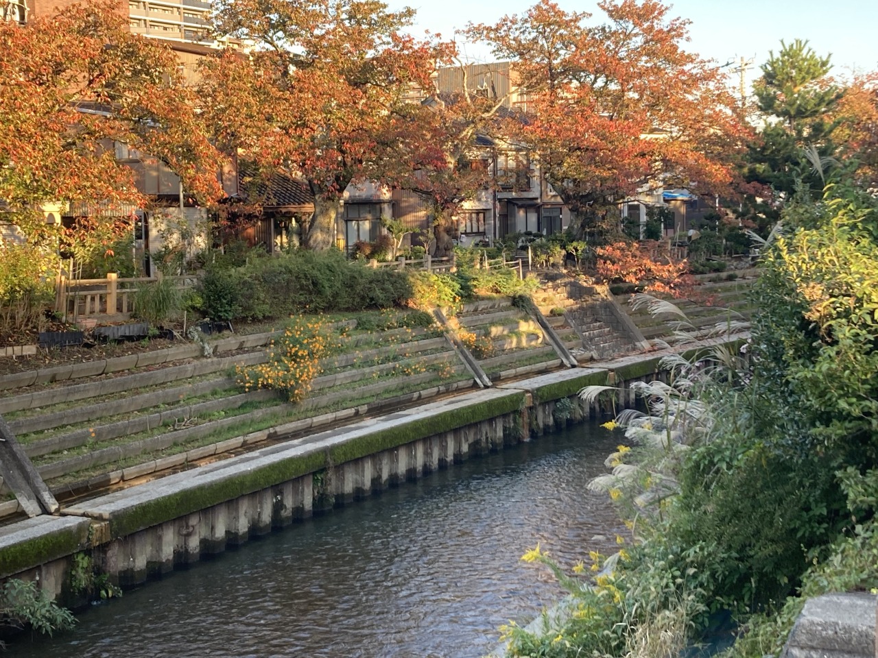 いたち川沿い「秋の風景」