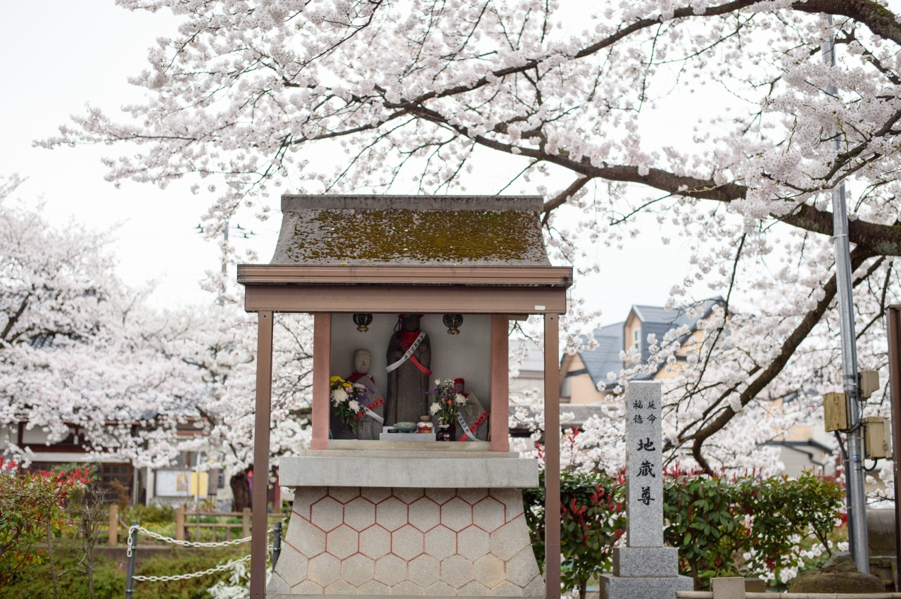 石倉町延命地蔵尊は桜の名所にあります